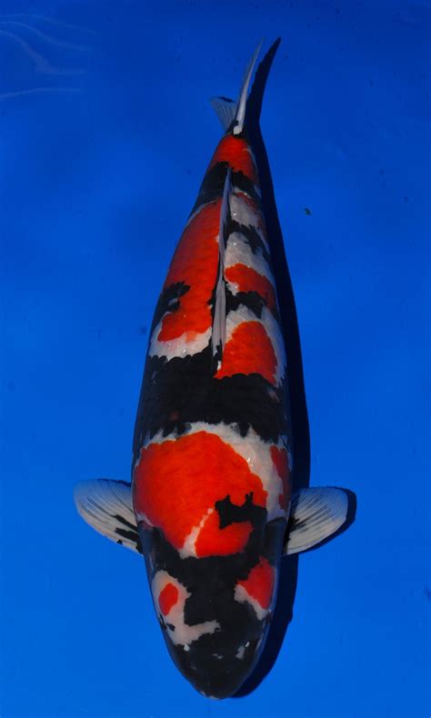 The Most Expensive Koi: Is It Worth the Price?