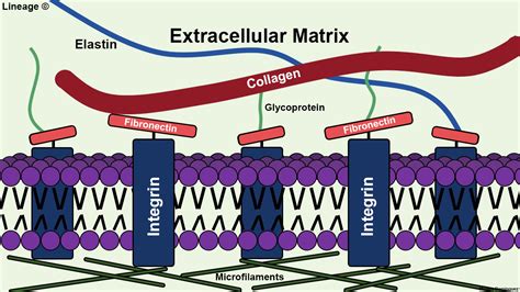 extracellular matrix