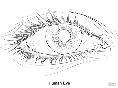 eye coloring pages