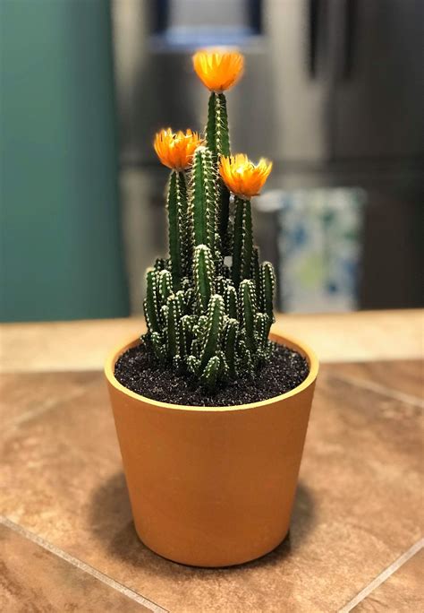 fairy cactus