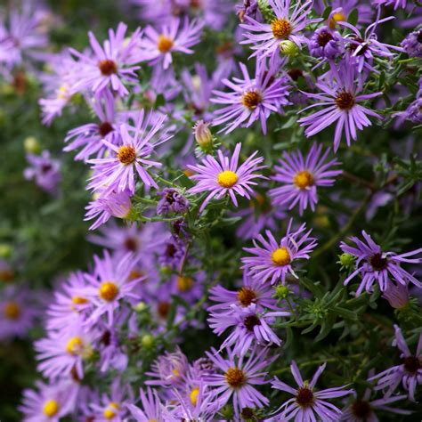 fall aster