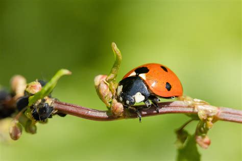 fall bugs