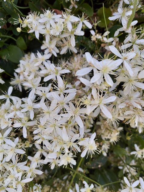 fall clematis