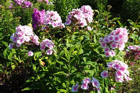 fall phlox