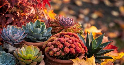 fall succulents