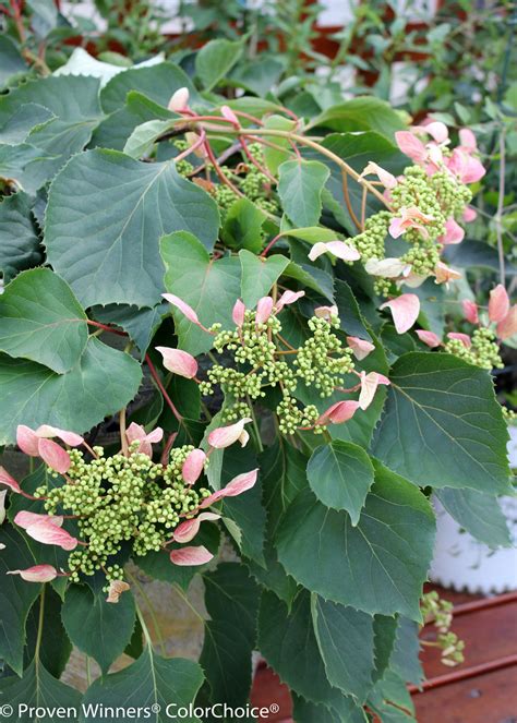 false hydrangea vine