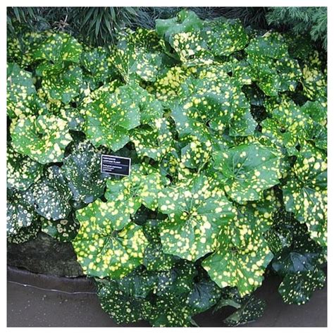 farfugium firefly