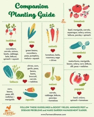 farmers almanac companion planting chart