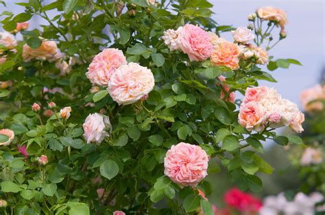 fast climbing roses