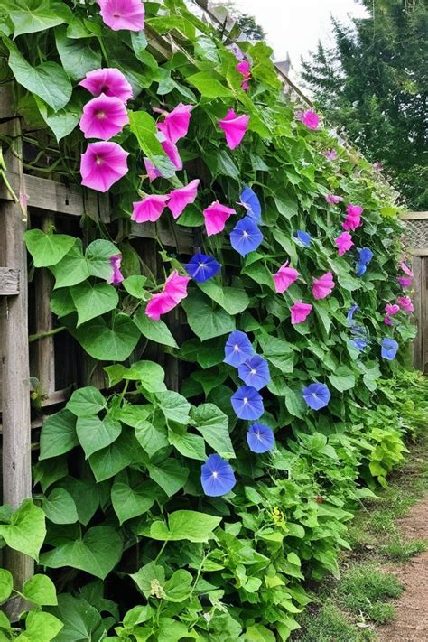 fast growing annual vines