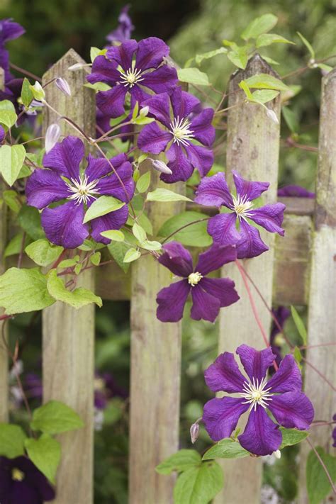 fast growing clematis