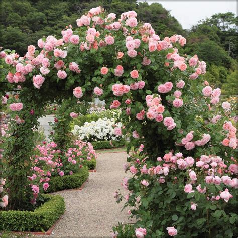 fast growing evergreen climbing roses
