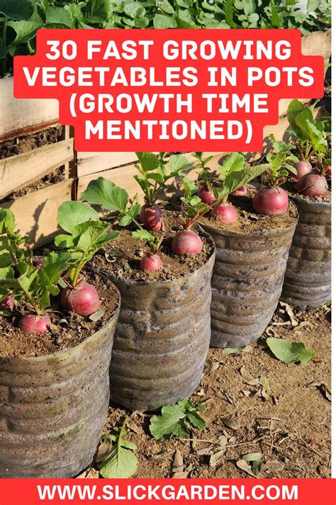 fast growing vegetables in pots