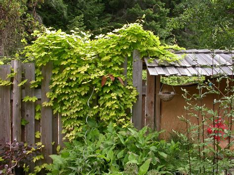 fast growing vines for privacy