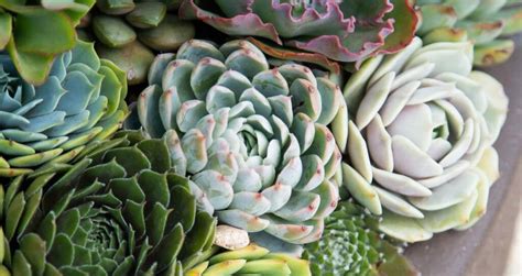 fastest growing succulents