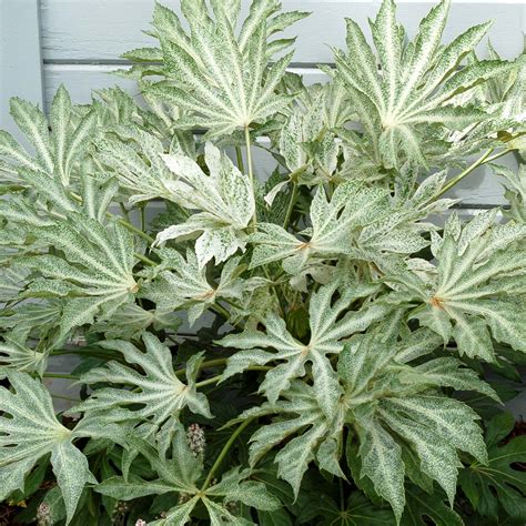 fatsia spiderweb