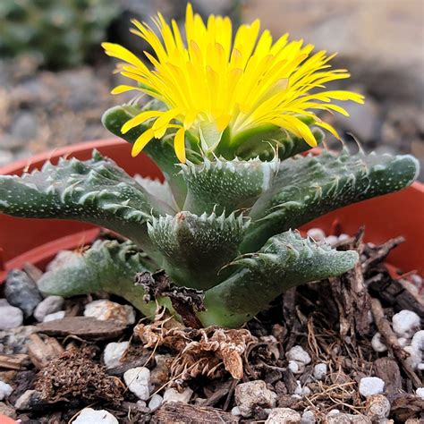 faucaria tuberculosa