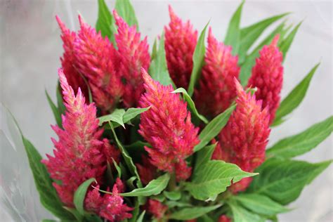 feather celosia
