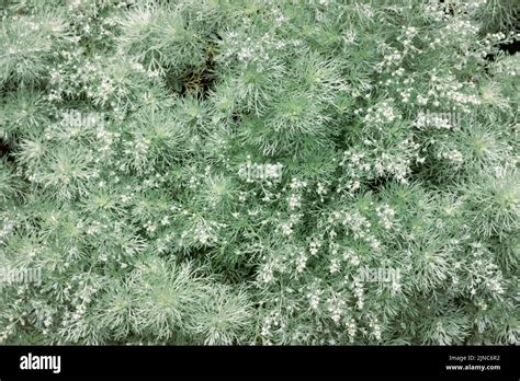 feathery bushes