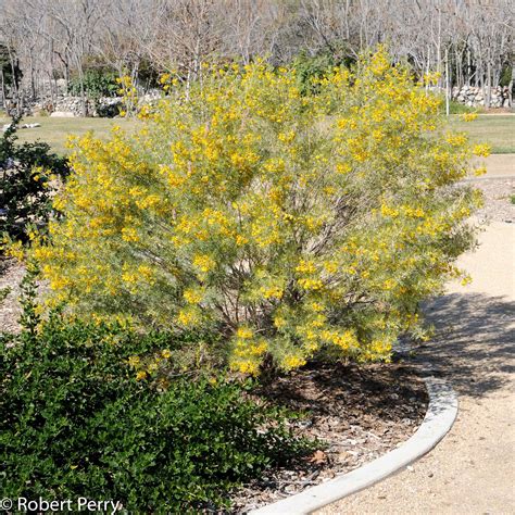 feathery cassia
