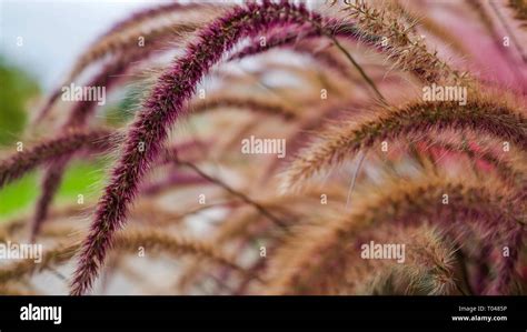 feathery foliage plants