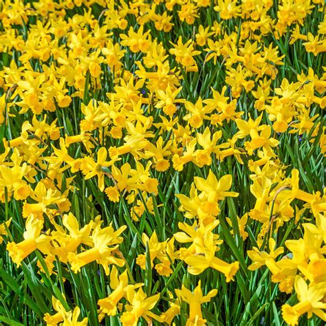 february gold daffodil