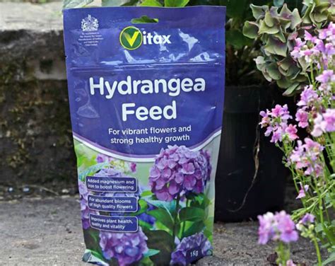 feeding hydrangeas in spring