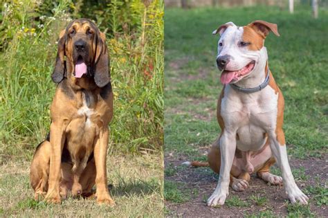 Feeding Your Pit Bull Bloodhound Mix