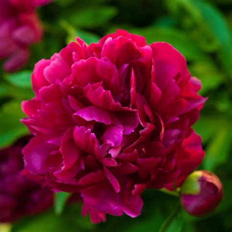 felix crousse peony