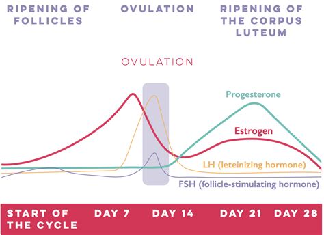 Female Hormone Chart Cycle