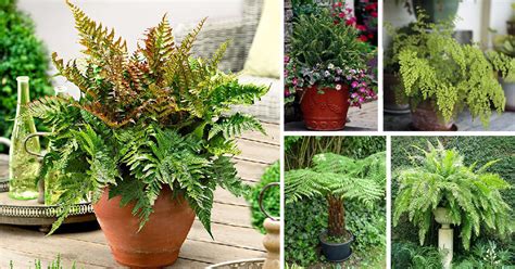 fern companion plants indoor