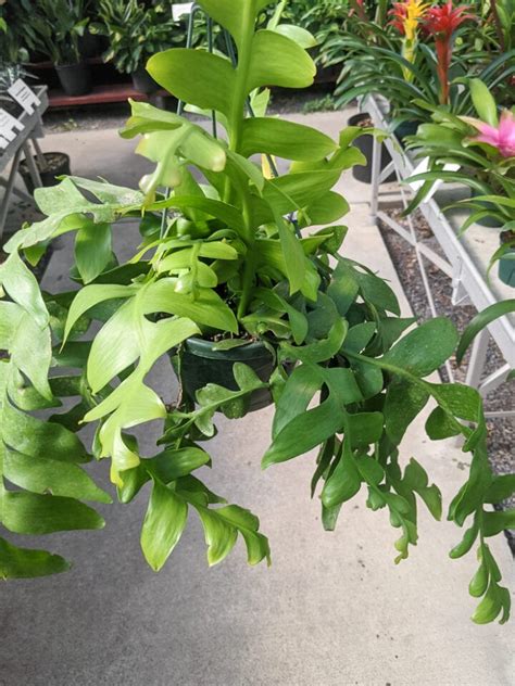 fern leaf cactus