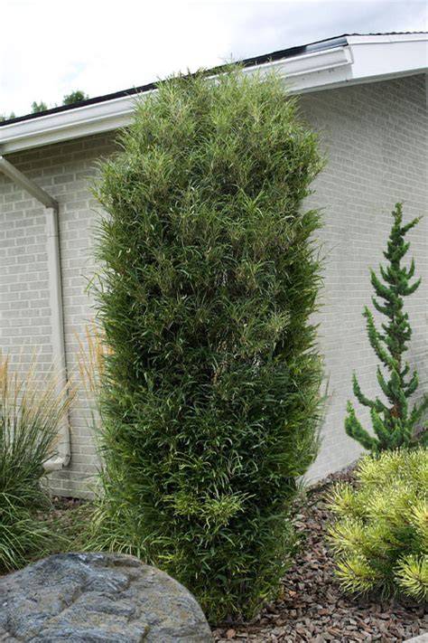 fernleaf buckhorn