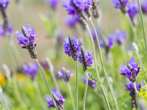 fernleaf lavender care