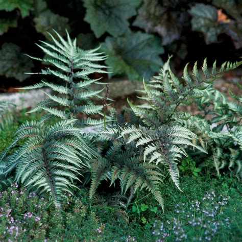 ferns for dry shade
