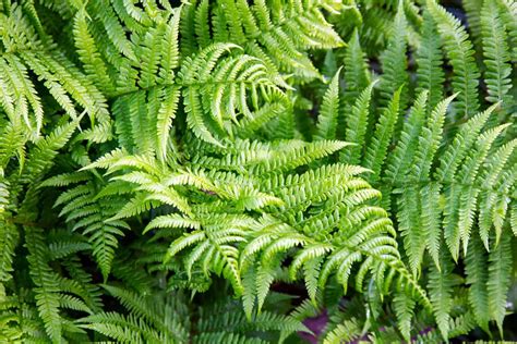 ferns for pots in full sun