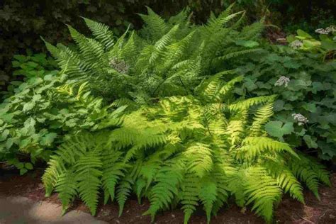 ferns for shade