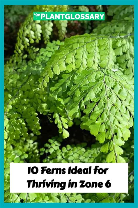 ferns for zone 6