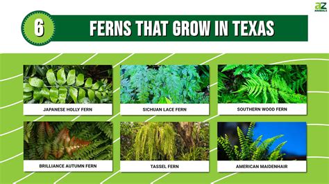 ferns in texas