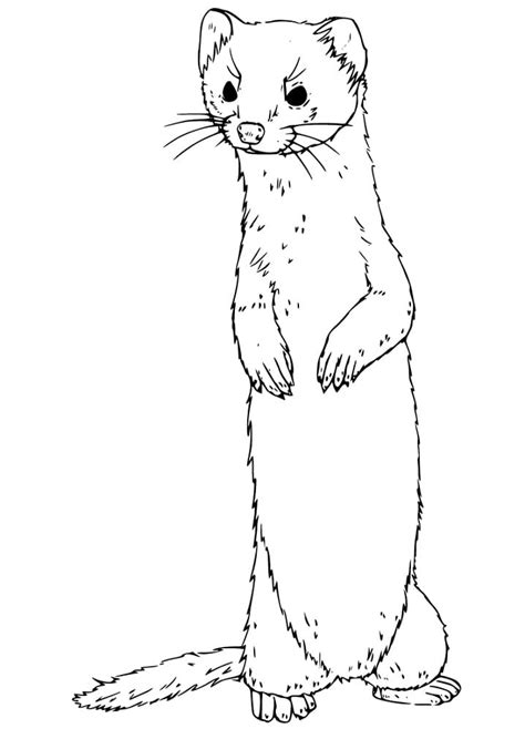 ferret coloring pages