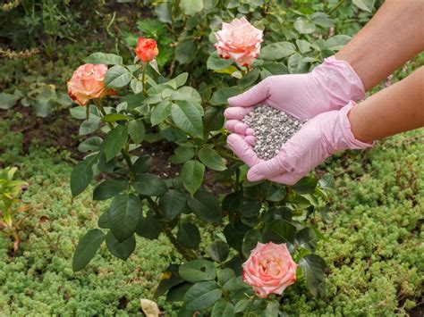 fertilizer for rose plant