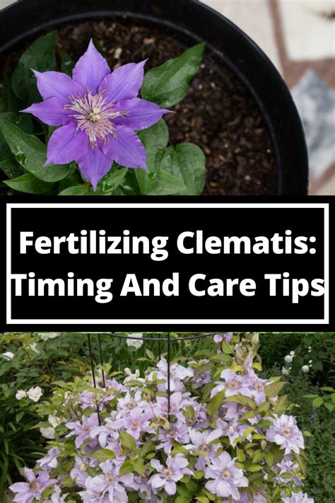 fertilizing clematis
