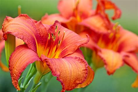 fertilizing daylilies
