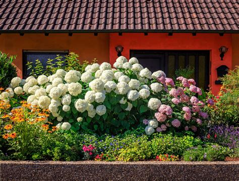fertilizing hydrangeas in the fall