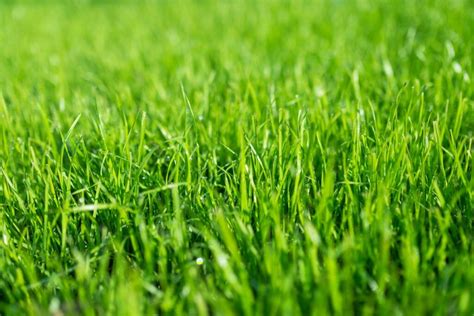 Fescue Grass Benefits