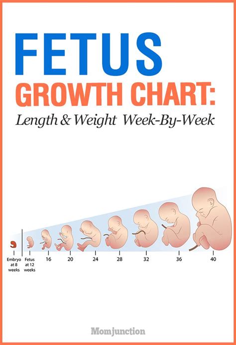 Fetus Size Chart Week By Week