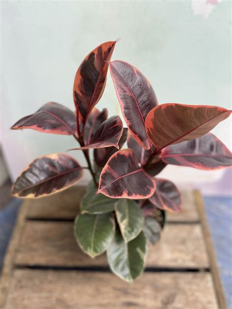 ficus decora ruby