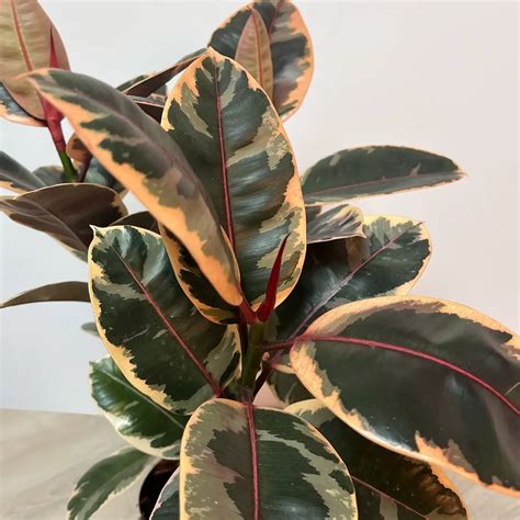 ficus elastica belize