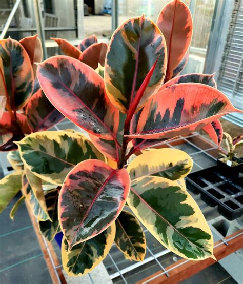 ficus elastica ruby
