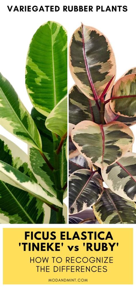 ficus elastica tineke vs ruby